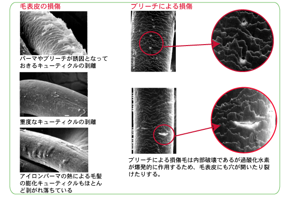 裂け毛の写真素材写真素材なら「写真AC」無料 フリー ダウンロードOK