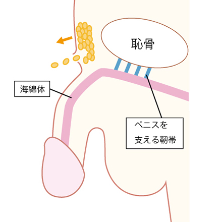 男性のからだ