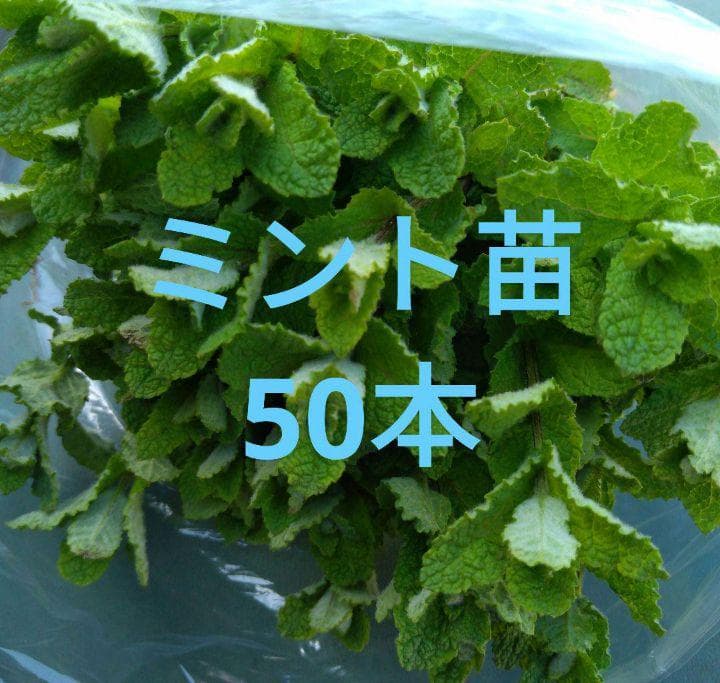 今西 邦彦『ハーブモグラのトンネル』 42黄砂と、夕日が織り成す、ハッとする一瞬 有明山爺ヶ岳には、『種蒔き爺さん』が現れ野良仕事を始めろよ！ 我が『モグラのトンネル』も、緑に🌿。Instagram