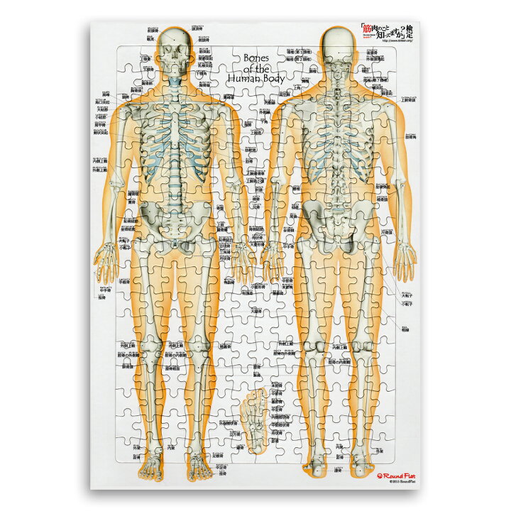 女性の解剖学フィギュアモデル - 60cmの人体解剖学的筋骨モデル - PU素材の人体骨格解剖絵画モデル - アーティストの描画と互Amazon.co.jp: 60cm女性解剖図モデル - PU素材人間の骨格解剖学的絵画モデル解剖学的な人間の筋肉の骨モデルアーティストの描画と互換性あり