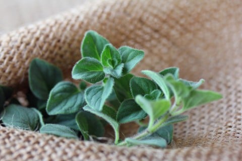 オレガノの保存方法を解説！冷蔵・冷凍保存や解凍方法まで紹介！食・料理オリーブオイルをひとまわし