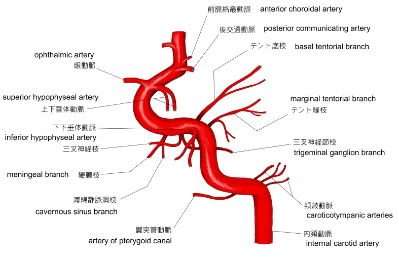 Visual Anatomy 視覚解剖学
