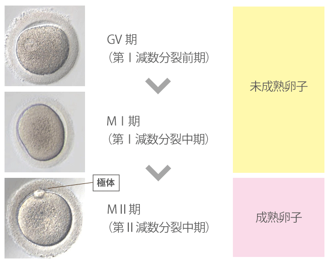 理科 ヒトの誕生の流れをわかりやすく解説！ 5つのステップ＆知識でスッキリ理解しよう - 中学受験ナビ