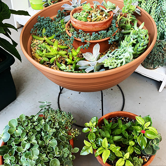 のびのびベビーサンローズと成長不良な月兎耳をカットして挿し穂で仕立直しします