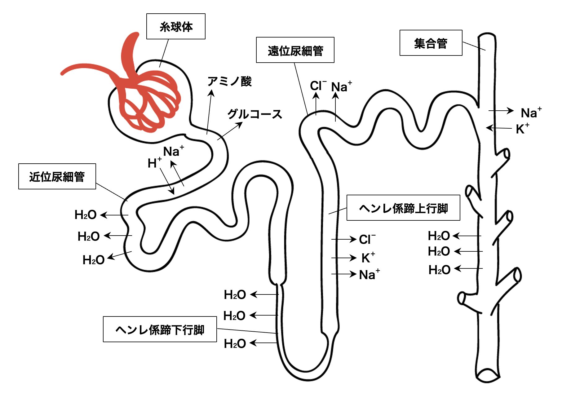 Recovery Profile of Rocuronium-Induced Muscle Relaxation and Its PracticalReverse
