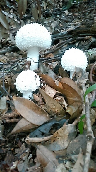 シロオニタケ但馬の情報発信ポータルサイト「但馬情報特急」