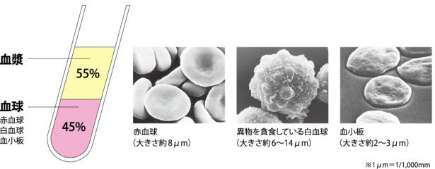 血液、血清、血漿、について高岡市医師会
