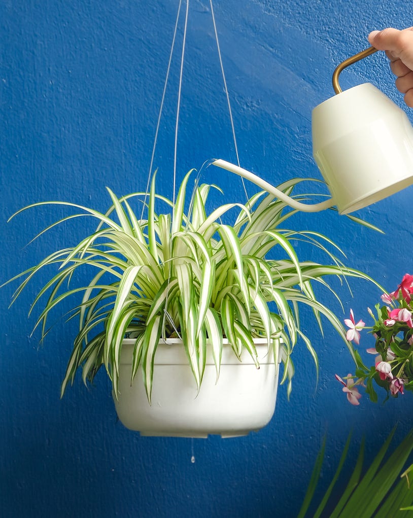 観葉植物 オリヅルラン 育て方観葉植物 販売のアンジェリック