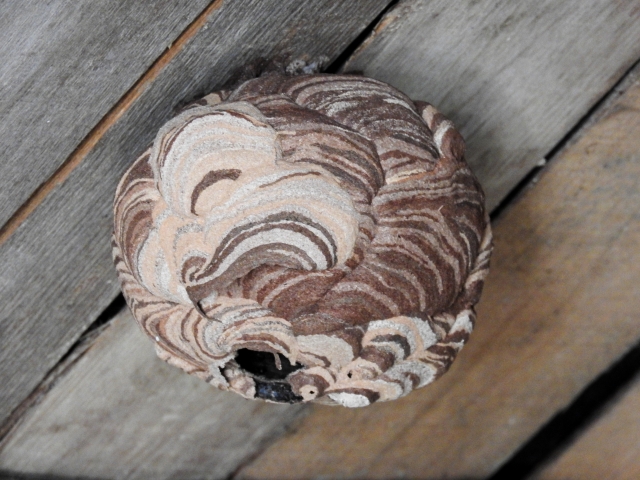 ハチ対策！木酢液のペットボトルの作り方蜂バスタ