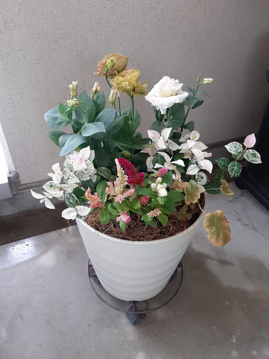 トルコギキョウの育て方。栽培方法のコツや時期・おすすめ品種は？施設園芸.com