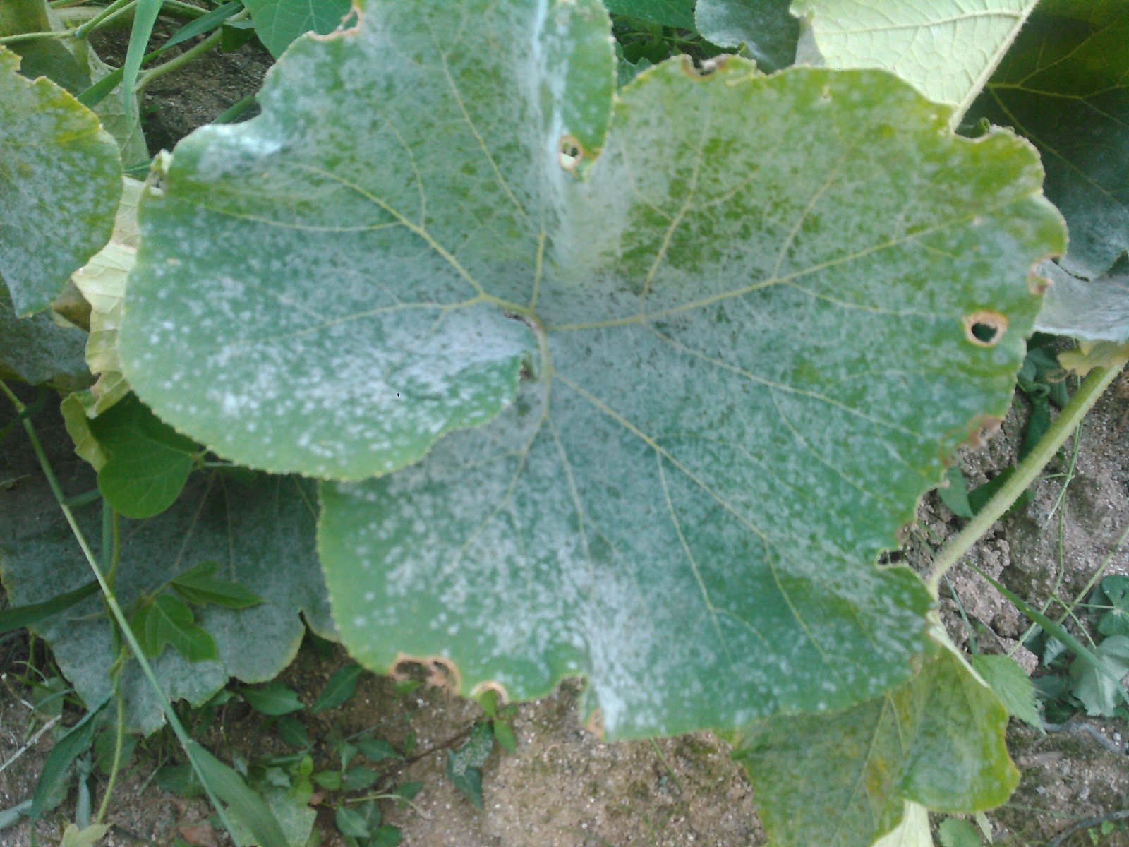 かぼちゃ定植 うどんこ病対策には大麦がいい？カボチャの植え方のコツと病害虫対策 農家の家庭菜園 かぼちゃ栽培