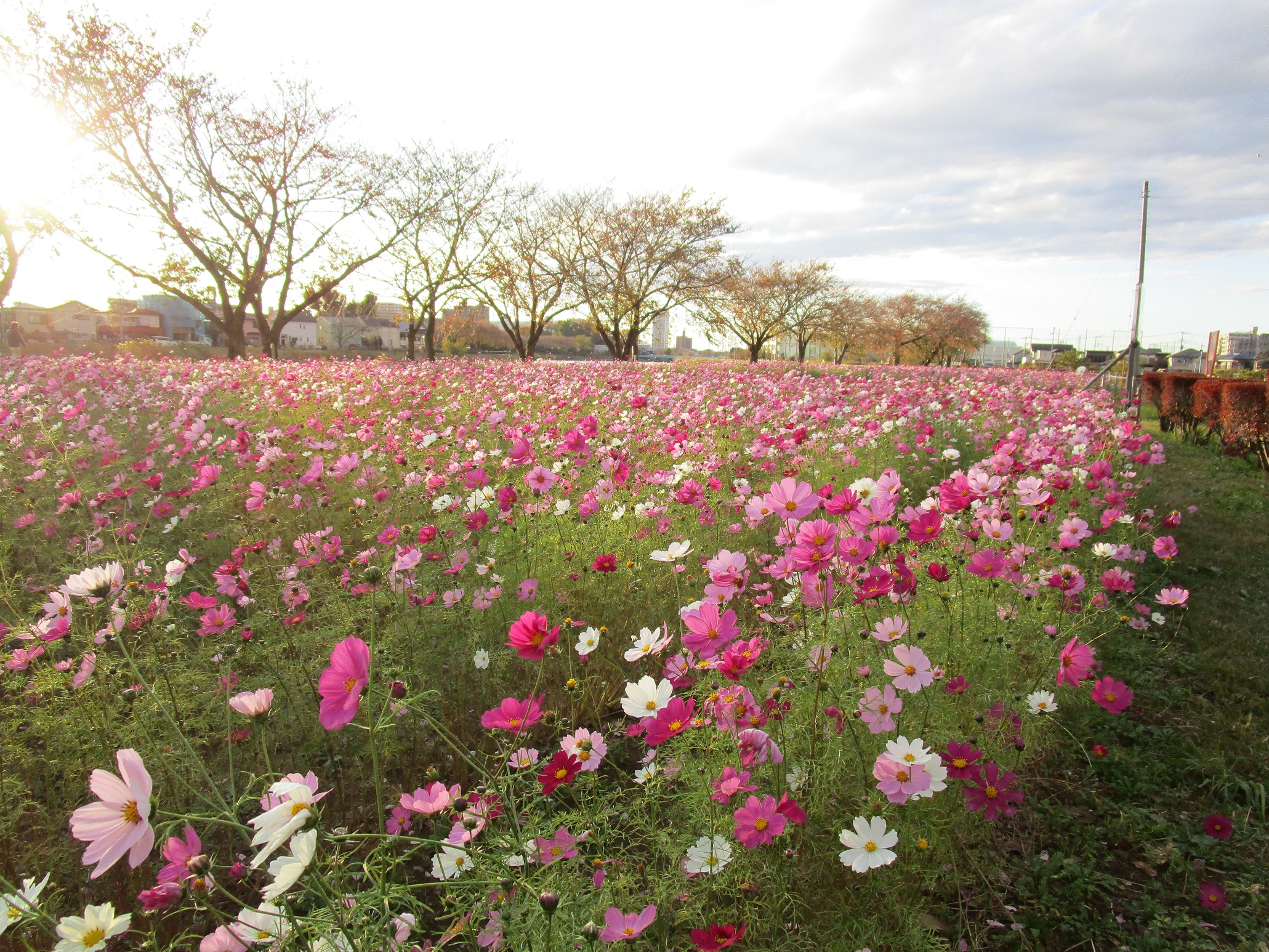 せんげん台発 自転車散歩日記: 牛島古川公園（第2期）のヒマワリ、見頃です！