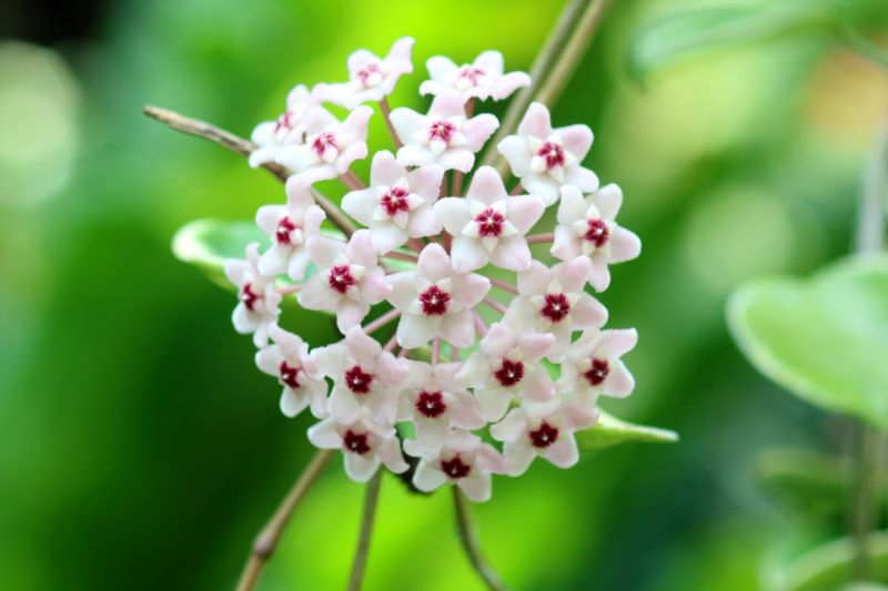 ホヤの花の魅力と育て方蕾から開花、紅葉する美しさを楽しむ