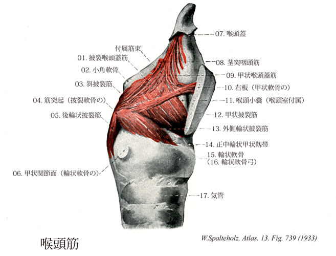 喉頭隆起とは - わかりやすく解説 Weblio辞書