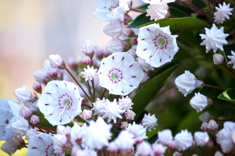 花吐き乙女 １ 』 松田 奈緒子 講談社