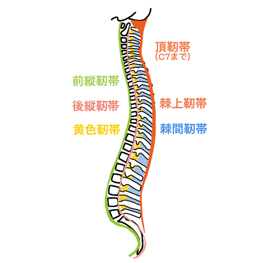 腰痛 靭帯 コムドットゆうたさんが入院した棘間靭帯損傷とは東淀川区淡路の整体院旬