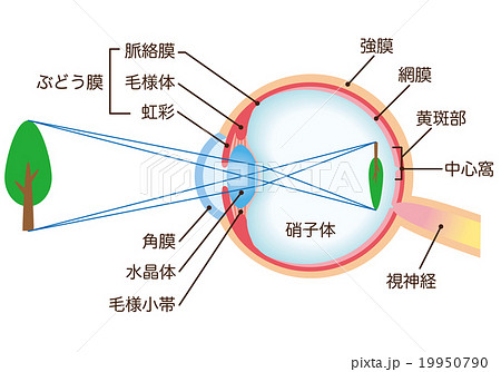 目のしくみと涙のしくみ 目の構造目薬と目の病気について一般・患者のみなさま千寿製薬株式会社