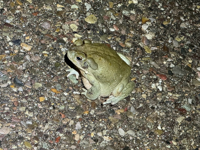 ハイになれるヒキガエル、幻覚剤めあての密猟者が脅威にナショナル ジオグラフィック日本版サイト