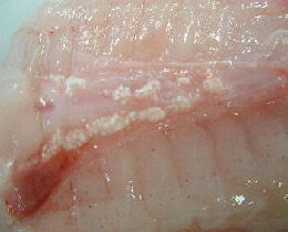 危険 アニサキスが多い魚種ランキング！アニサキスライトで見つけ出せ！ミナギマンの釣りブログ