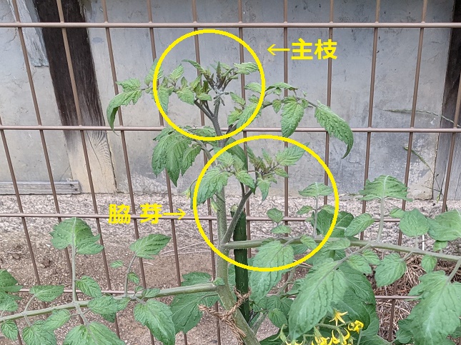 トマトの3本仕立てトマトの育て方.com