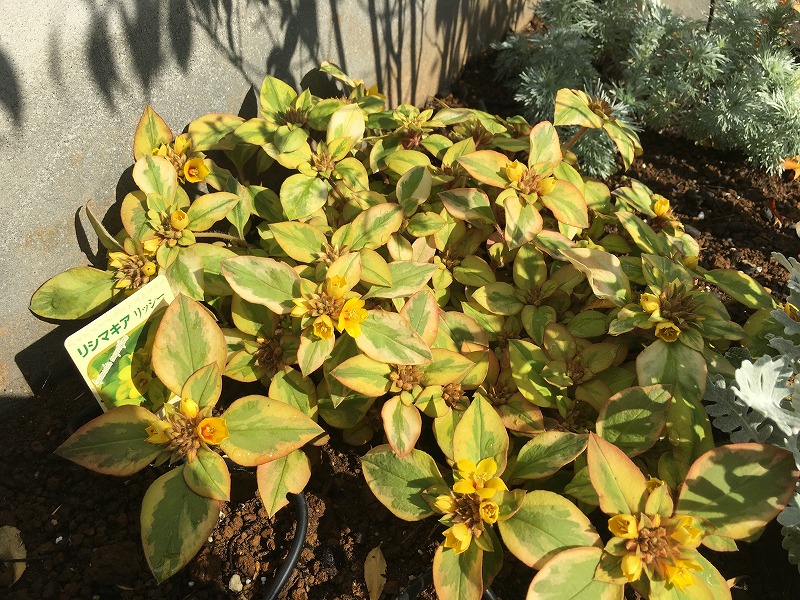 グランドカバーの定番『リシマキア リッシー 』の成長と開花～ポット苗を２つに株分けして育てた結果は？ - パパの手間いらず庭づくり＋