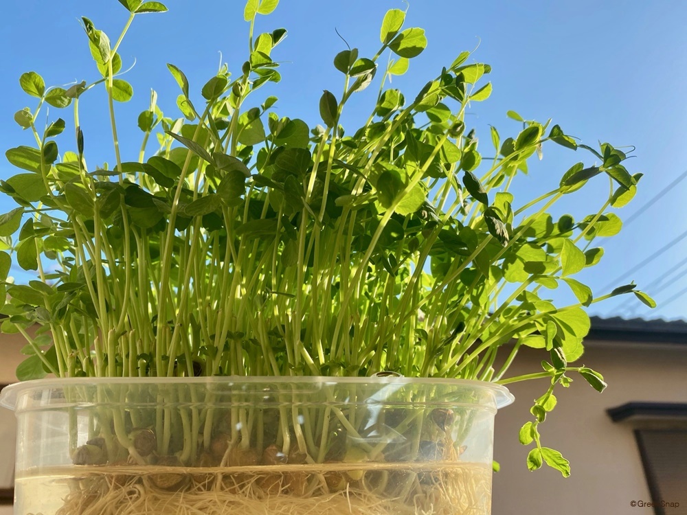 超検証 豆苗を育てると絹さやになる！？, オフィス内で土に植えて、豆苗を育て続けてみました！, 100日ほどかかりましたが、絹さやになりました！,タイプラプスで成長の様子を動画にしましたので、, ぜひご覧ください！,育て方の極意 はコチラ↓,極意①：豆苗の根はハサミで切ると根が傷つき弱ってしまうため、手で優しくほぐして2つに分けて植えると、育ちやすくなります！,