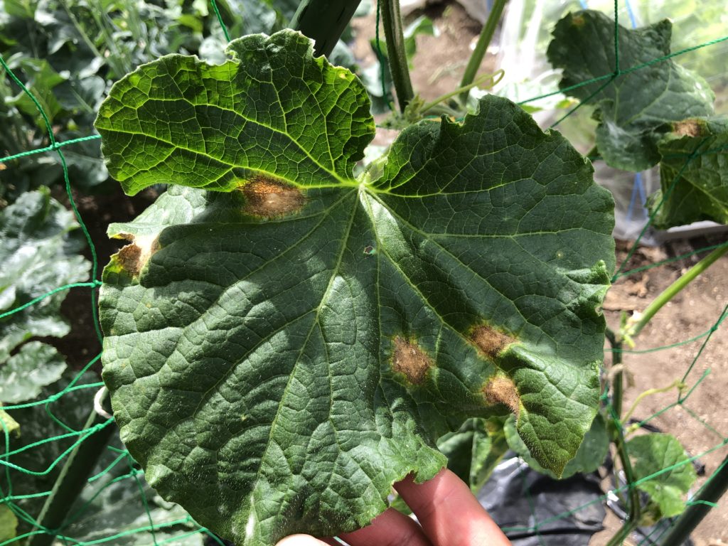 プランター栽培の枝豆がピンチ！！新しい葉が縮れてきて、他の葉も病気のようだ : 小梅太郎の「そこそこ家庭菜園」