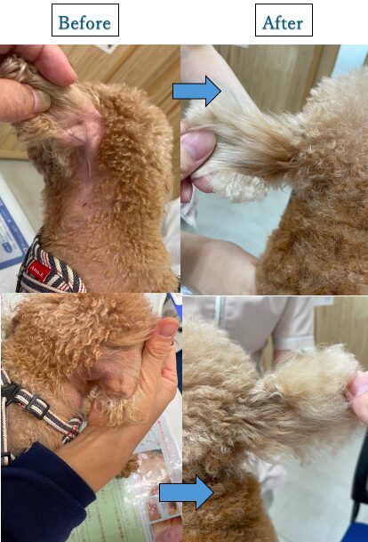 赤い、くさい、かゆがる 犬の耳がいつもと違うとき病気や耳掃除のことみんなのどうぶつ病気大百科