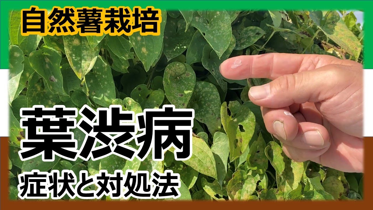 このつる植物はヤマイモの葉でしょうか。公園の藪の中に生えて 園芸相談Q＆Aみんなの趣味の園芸