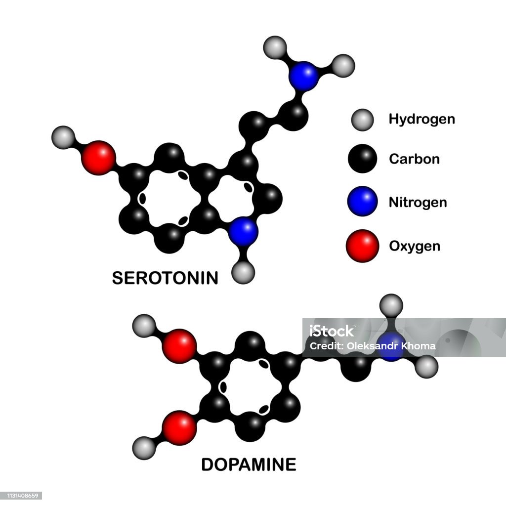 覚醒神経であるセロトニン神経が脳のエネルギー代謝調節機能を持つことを発見