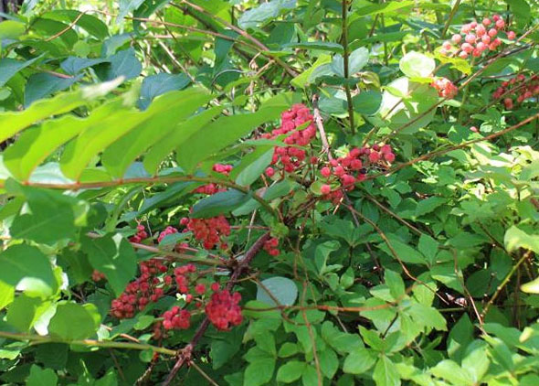 日本三大毒草 トリカブトアラセブ万年青年の日本百名山ブログ