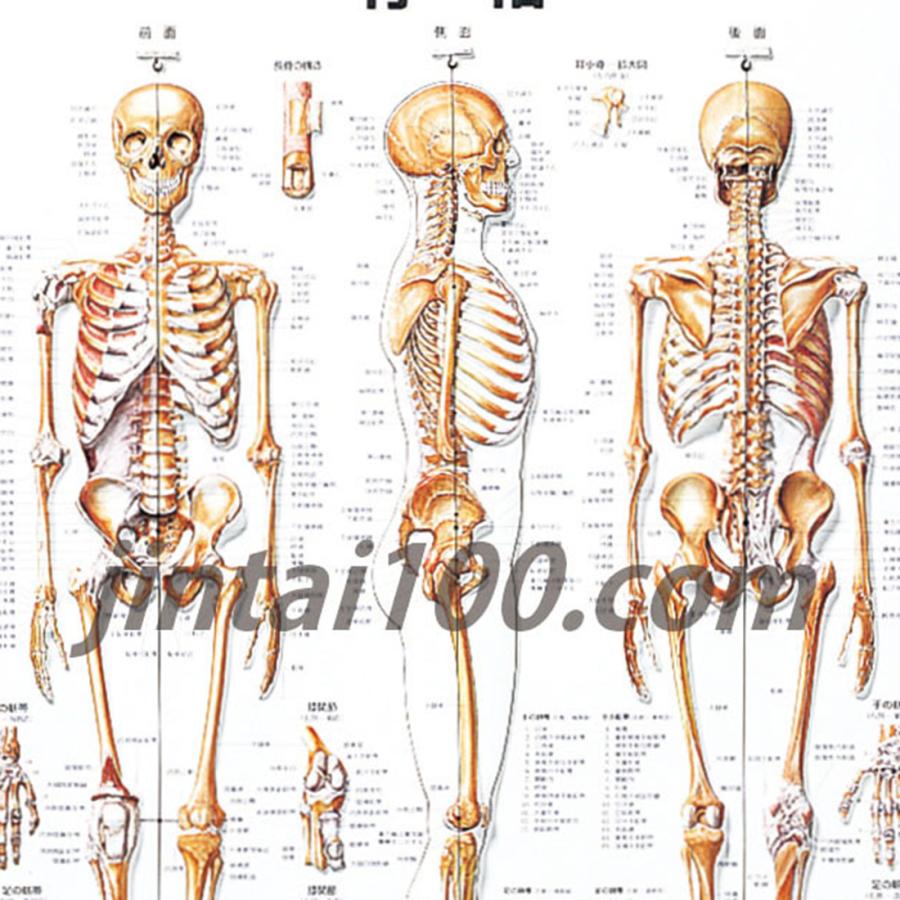 人体骨格図イラスト - No: 22146595無料イラスト・フリー素材なら「イラストAC」