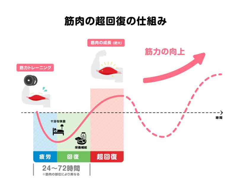 難易度別 筋トレの効率を上げる分割法4パターンと5つのメリットを徹底解説