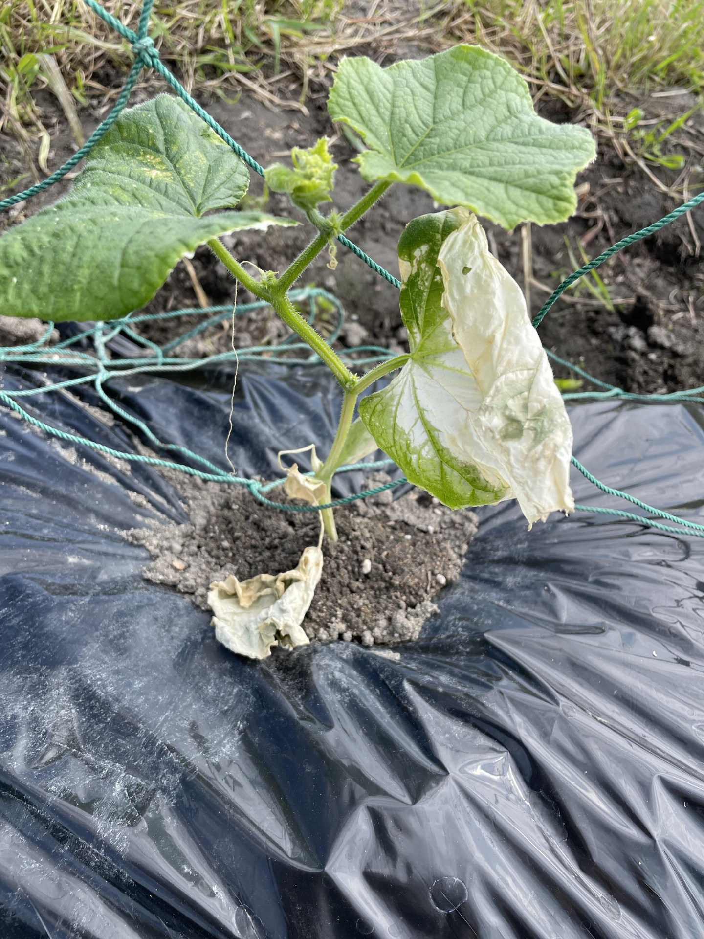 きゅうりを切ったら写真のように中が黄色かったのですが - 食べられますか？ - Yahoo!知恵袋