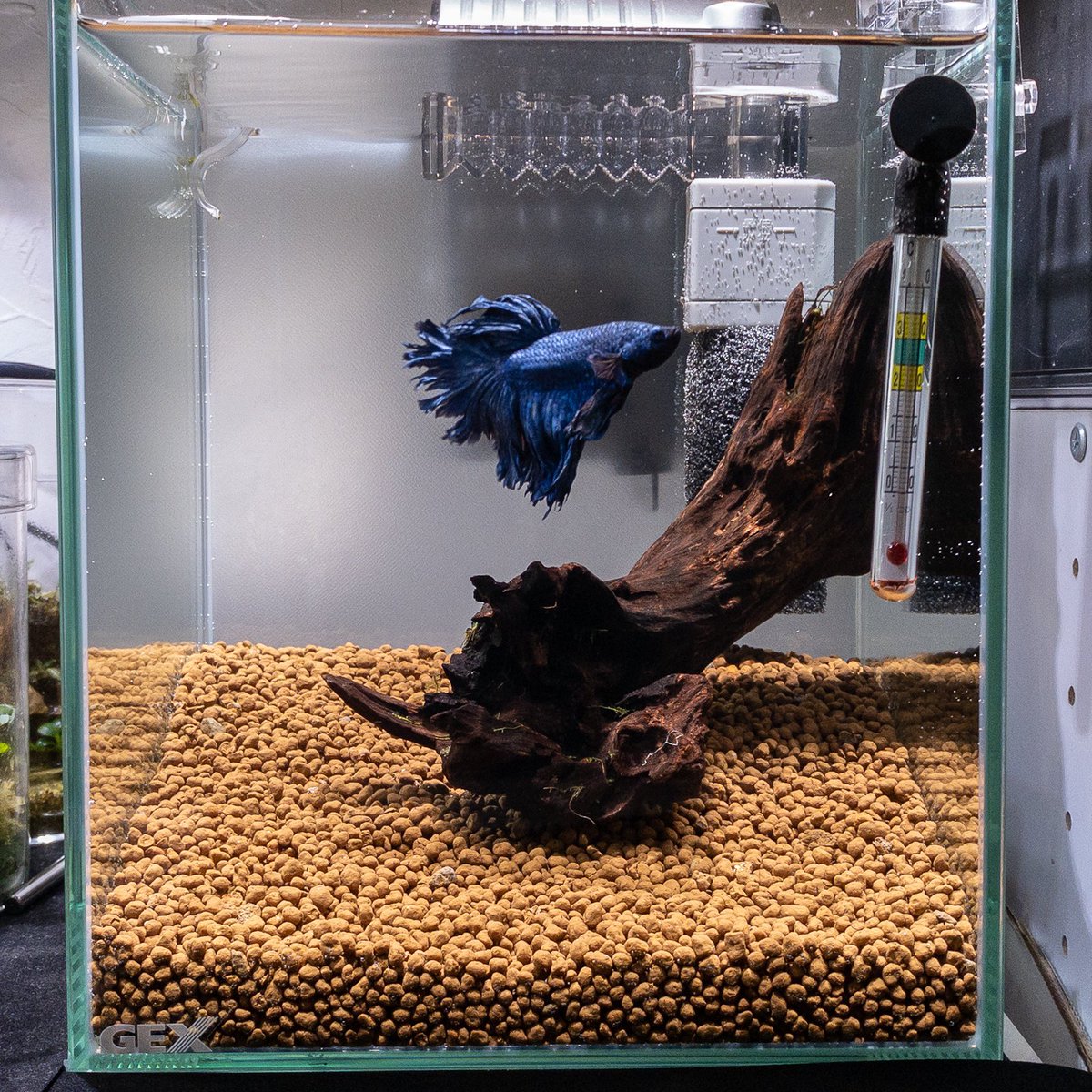 プロおすすめ・ベタの飼育専用水槽5選フィルター・ヒーターなども解説東京アクアガーデン