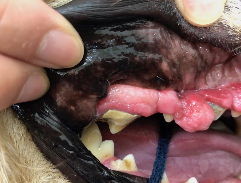 獣医師監修 最近ペットのお口がにおう。それは、歯周病かもしれませんお役立ち情報アース・ペット株式会社