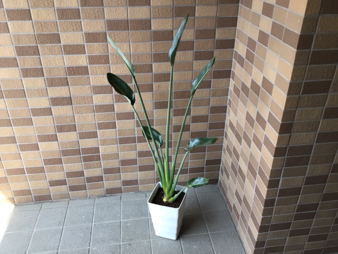 観葉植物 ストレッチア 引き取り希望 2m 観葉植物 ストレッチア 引き取り希望 2m 観葉植物ストレッチア