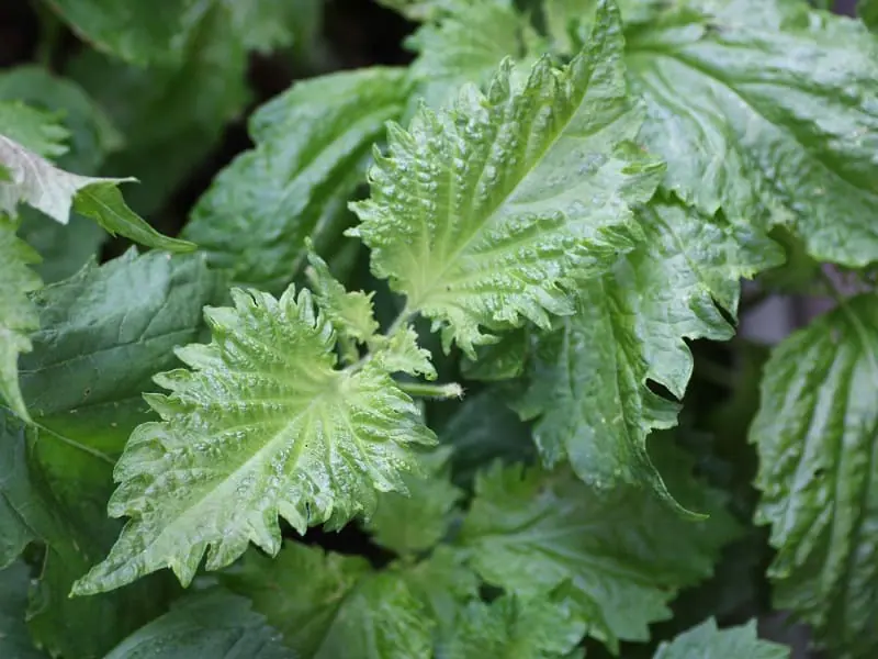 公式 GREENTOY 栽培キット グリーントイ 青じそ オフィシャルショップ 紫蘇 しそ ペットボトル 栽培 水耕栽培 室内 園芸 野菜 簡単おしゃれ : 室内園芸専門店SCHWINSEN-Yahoo!店 - 通販 - Yahoo!ショッピング