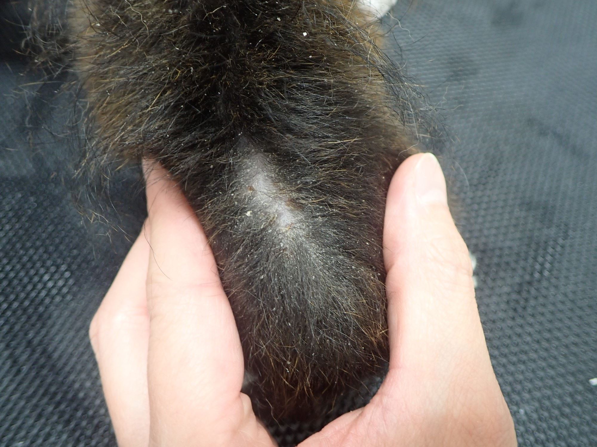 こんな症例も治りますシリーズ ５３４犬の『 急性湿疹性皮膚炎 ホットスポット』も 適切な診断と治療で治します大和市のCT完備の動物病院湘北どうぶつ次世代医療センター・ＣＴセンタ