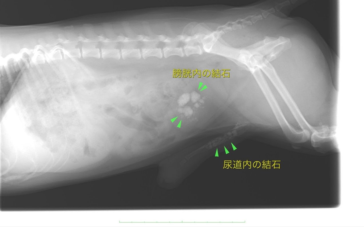 チワワの腎結石、尿管結石、膀胱結石の一例リバティ神戸動物病院
