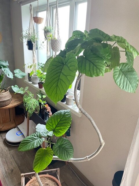 ウンベラータの剪定 初心者でも安心！挿し木や管理のコツを実体験で紹介