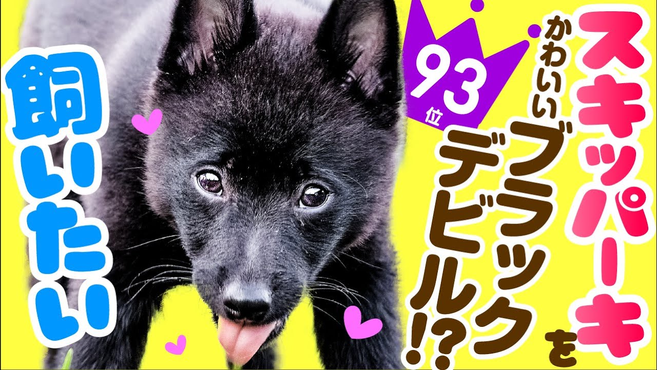 人懐っこいスキッパーキの元気な子犬を販売