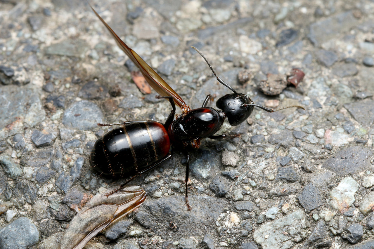 ムネアカオオアリの結婚飛行 : ありんこ日記 AntRoom