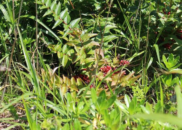 湖畔に咲いた「ドクゼリ 猛毒 」の花。日本三大有毒植物の一つ。 学名：Cicutavirosa 32203009456 の写真・イラスト素材アマナイメージズ