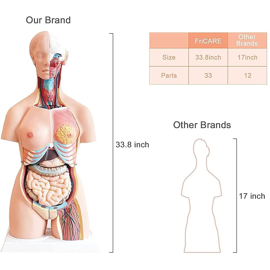解剖図 内臓 人体図の写真素材 - PIXTA