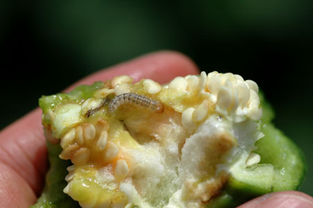 病害虫・生理障害情報 野菜栽培での病気 害虫 生理障害情報タキイの野菜タキイ種苗