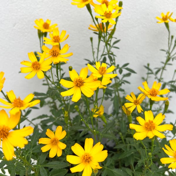 これからの 畑の主役は レモンマリーゴールド: 楽しいガーデニング