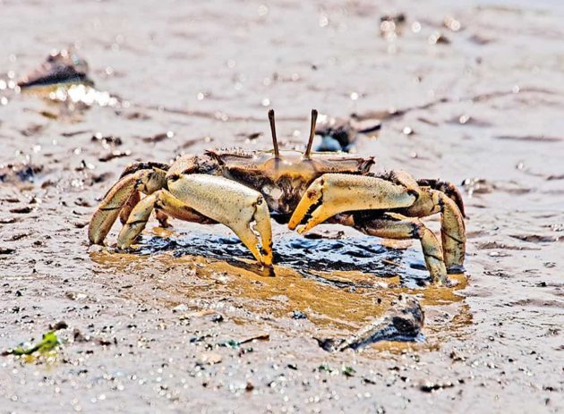 ♪カニダンス、２２．１０．１