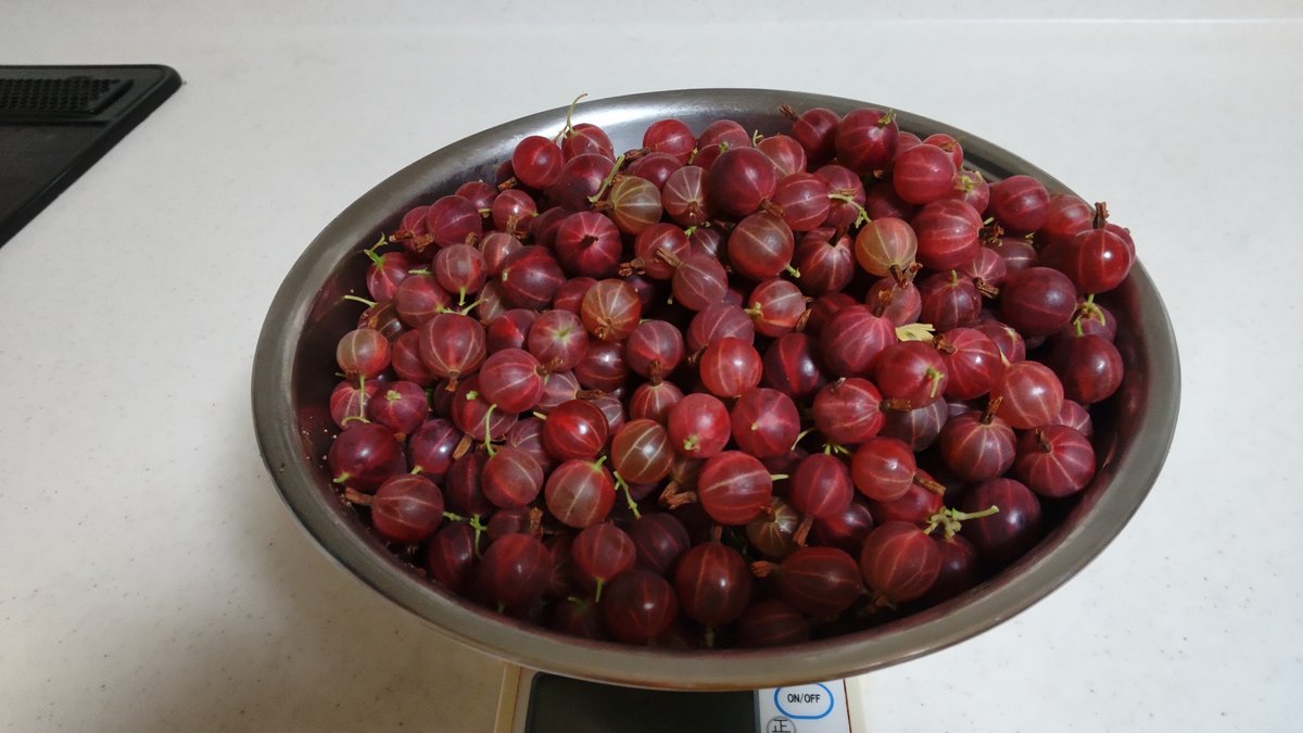 グーズベリーとは育て方がわかる植物図鑑みんなの趣味の園芸 NHK出版