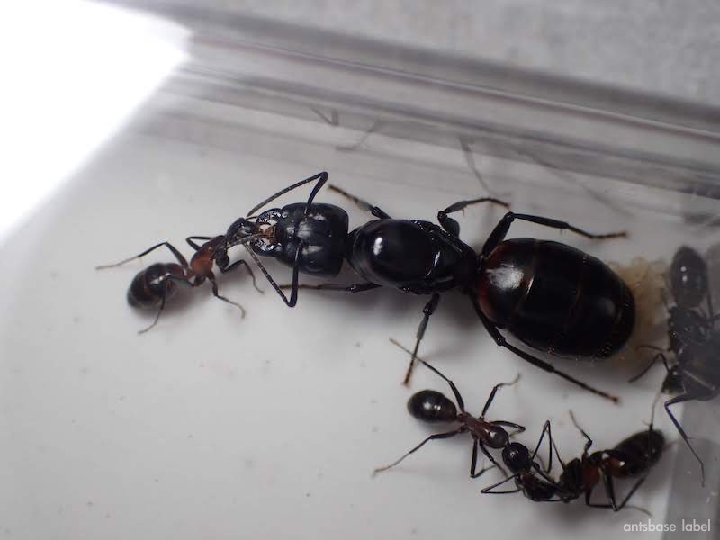 ムネアカオオアリガイチュウバスターズ害虫駆除・害獣駆除の滋賀環境衛生株式会社